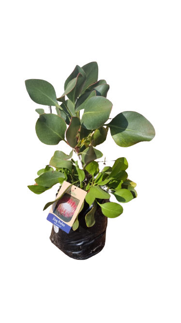 King Protea Pink