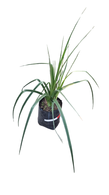 Kniphofia Spicy 5L