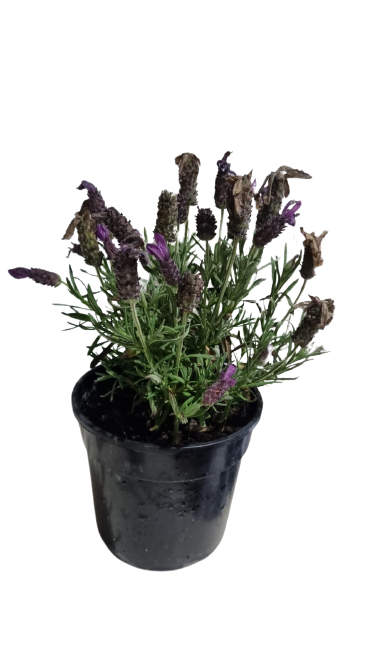 Lavender Stoechas 14cm