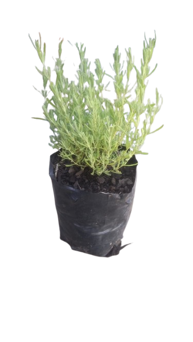 Lavandula Laveanna Assorted 4L