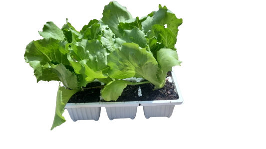 Lettuce Robinson 6 Pack Seedling Tray