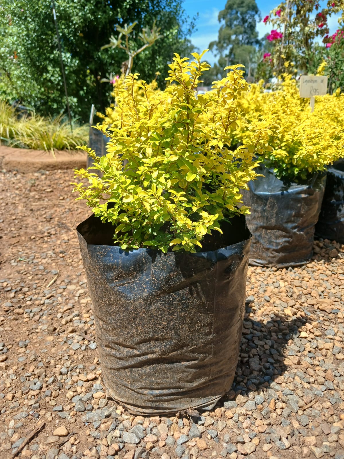 Ligustrum Undulatum 'Lemon & Lime' 10L