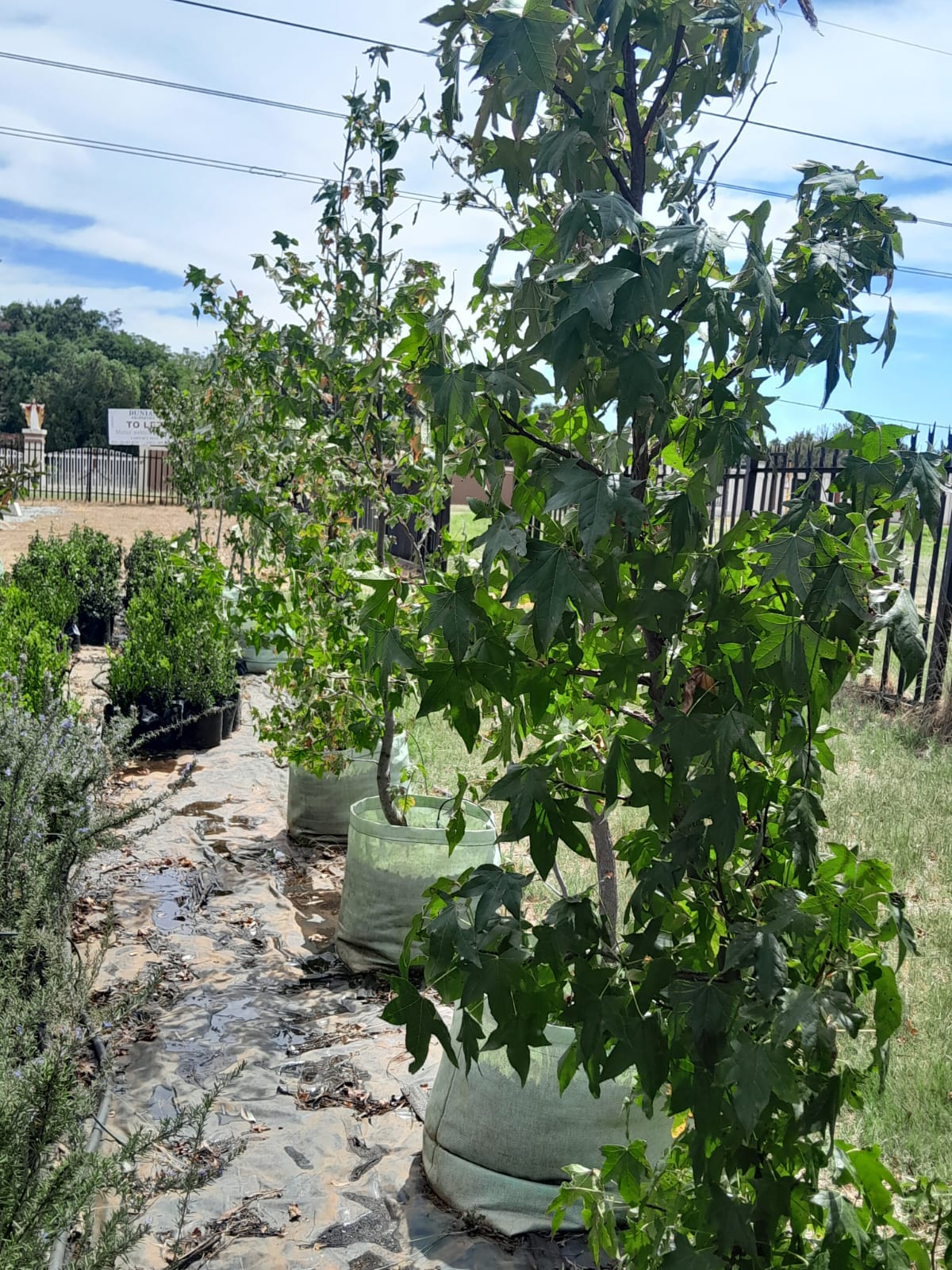 Liquidambar styraciflua 100L