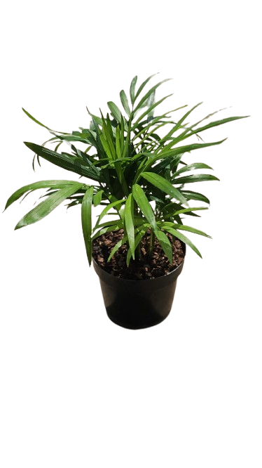 love palm plant Love Palm 9cm – Gardenvale