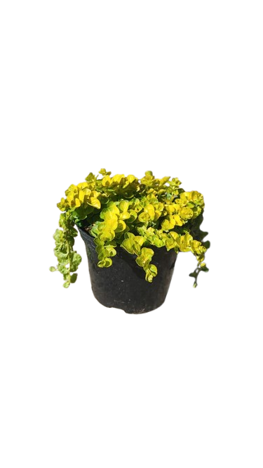 Lyssimachia Nummelaria Aurea 15cm