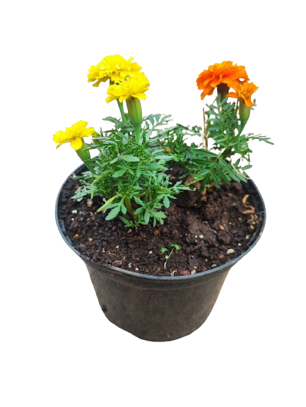 Marigold 15cm pot