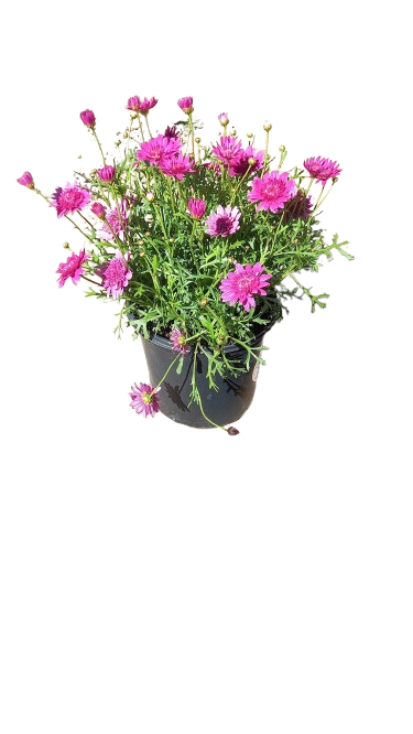 Argyranthemum Assorted 17cm