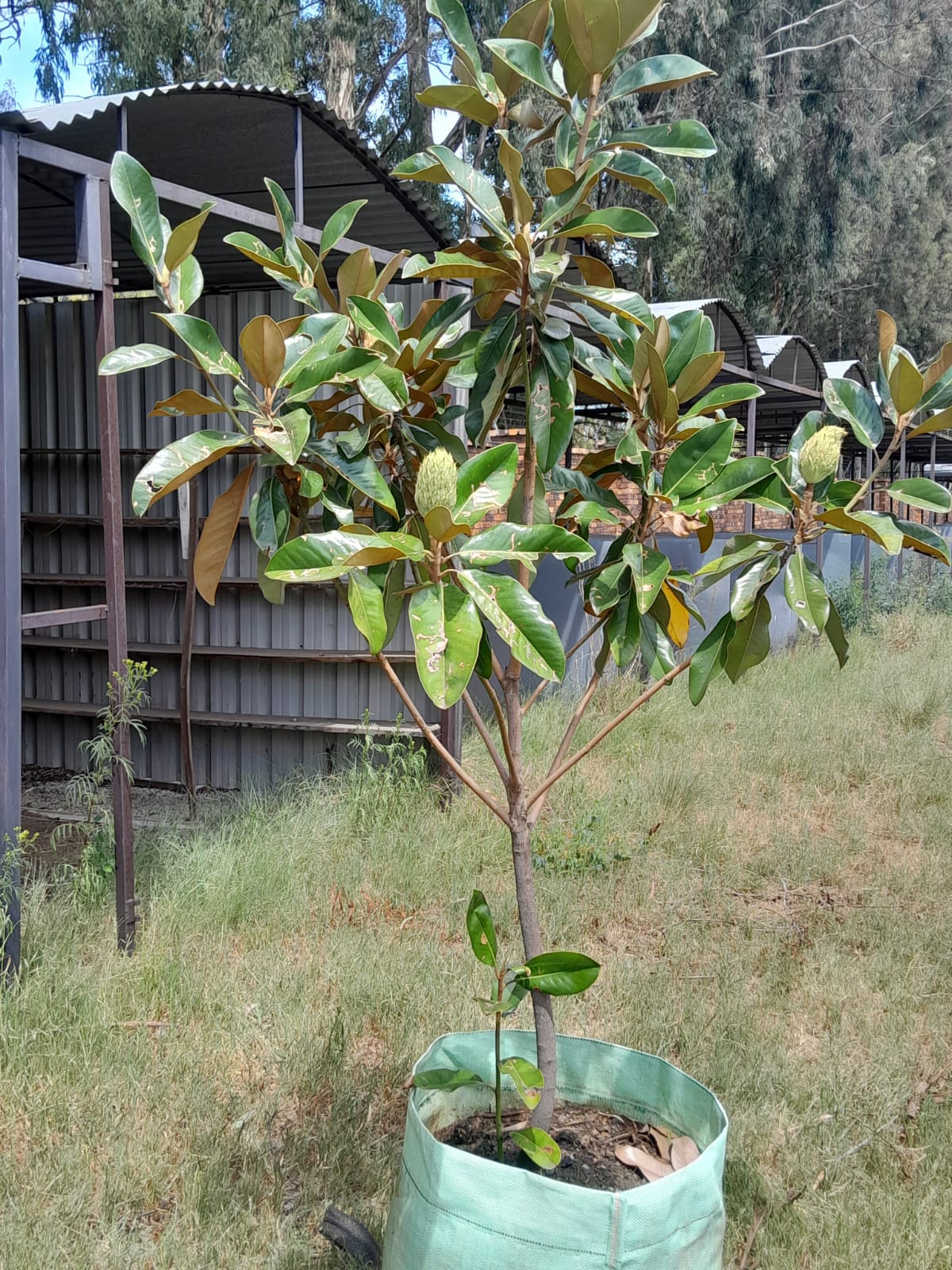 Magnolia Little Gem 100L