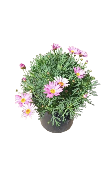 Argyranthemum Assorted 17cm