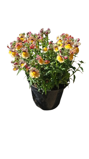 Nemesia Nesia (Assorted) 15cm