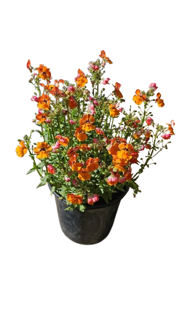 Nemesia Nesia (Assorted) 15cm