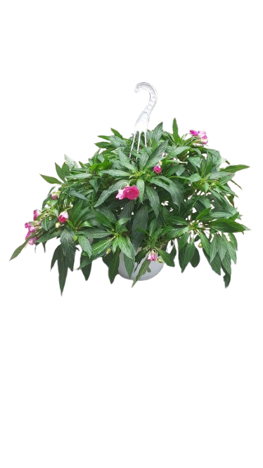 New Guinea Colorfall Various 20cm HB