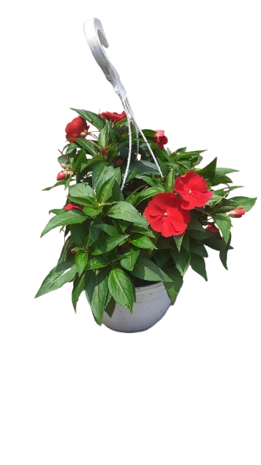 New Guinea Colorfall Various 20cm HB