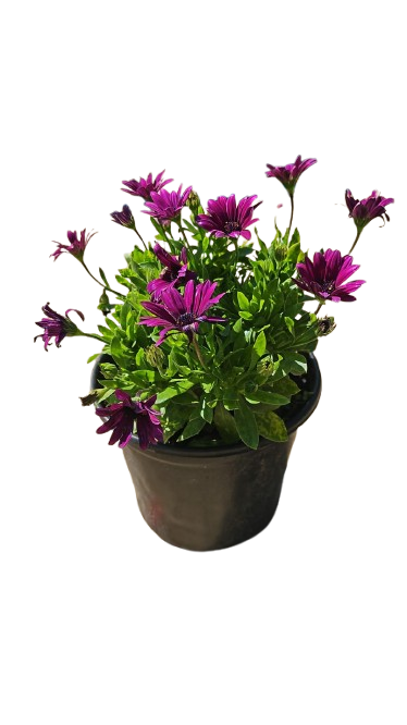 Osteospermum Ostica - 17CM - Assorted