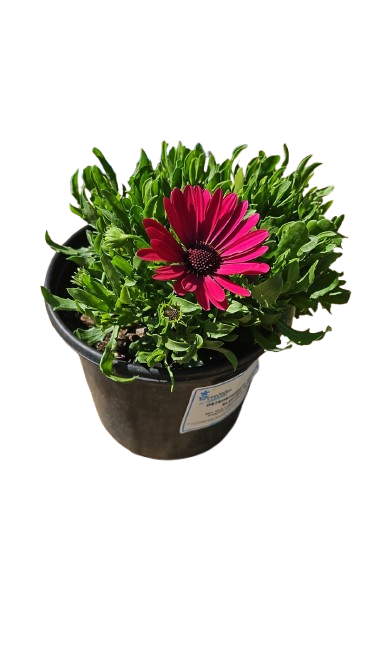 Osteospermum Serenity assorted 17cm