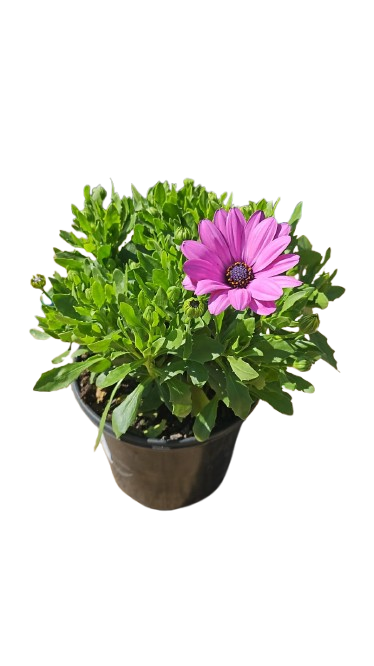 Osteospermum Serenity assorted 17cm