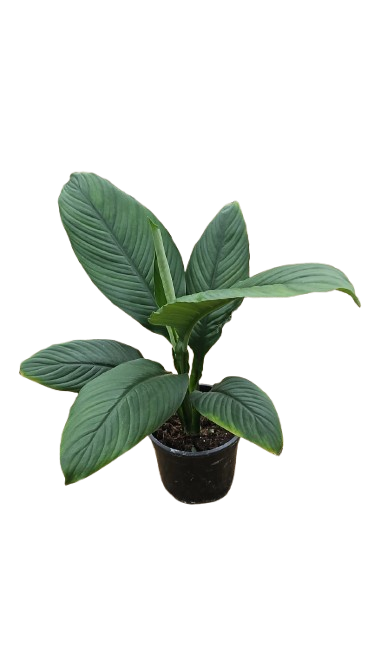 Spathiphyllum Sensation 16.5cm