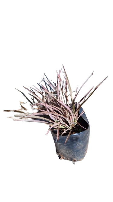 Phormium Pink 5L
