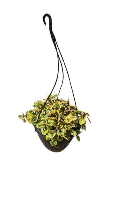 Plectranthus Assorted 20 Hanging Basket