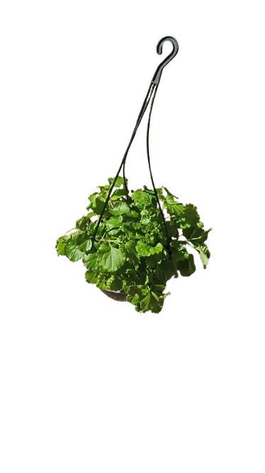 Plectranthus Assorted 20 Hanging Basket