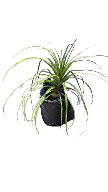 Nolina Recurvata - Ponytail Palm (Beaucarnea Recurvata) 10L