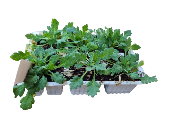 Poppy - Six Pack Seedling Tray
