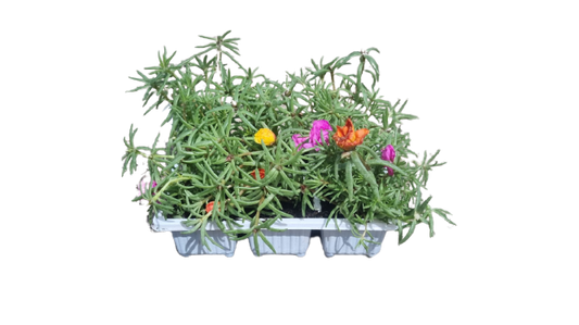 Portulaca 6 Pack Seedling Tray