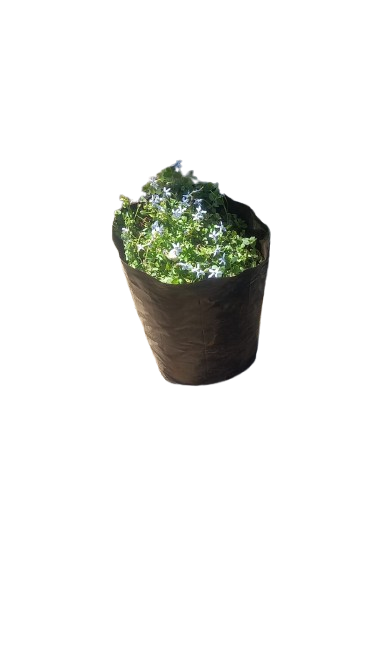 Pratia Pedunculata (Pratia Blue) - Various