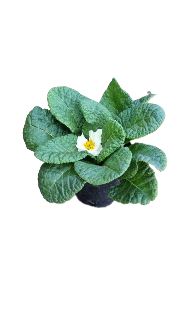 Primula Acaulis 12cm