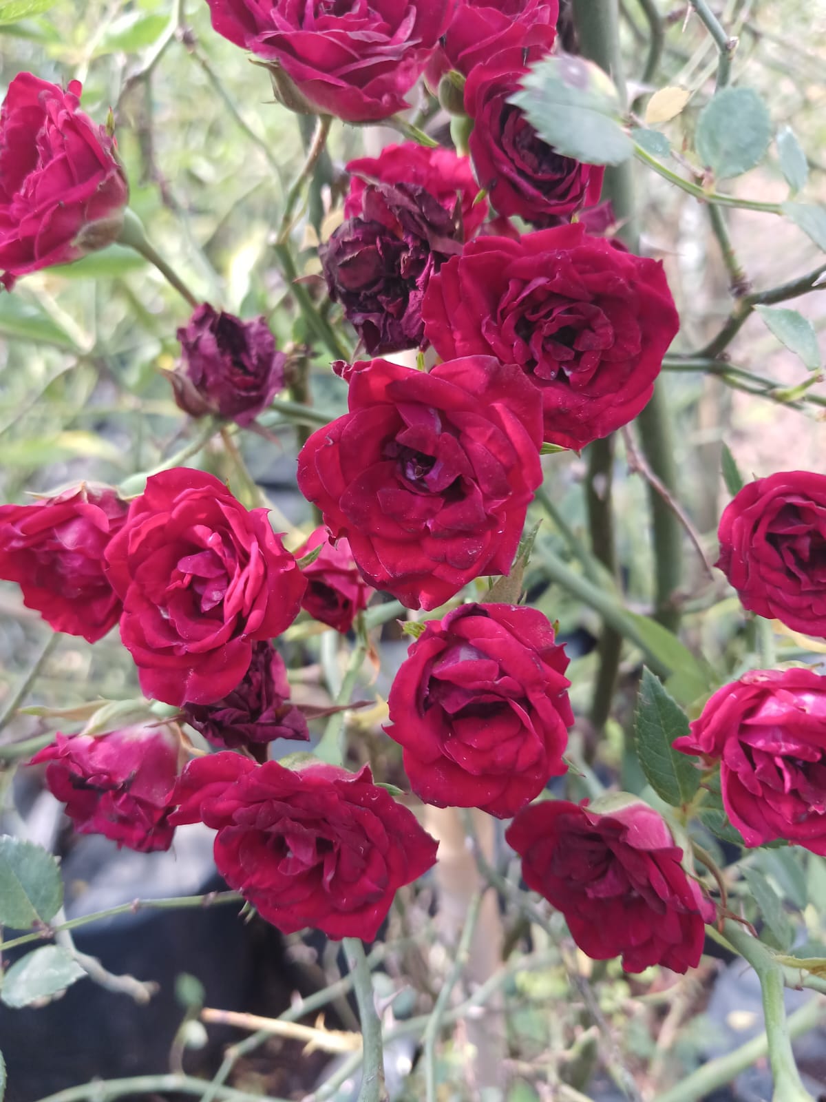 Red Climbing Mini Rose 10L