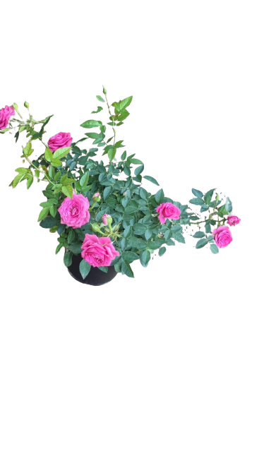 Roses miniature pot 14cm