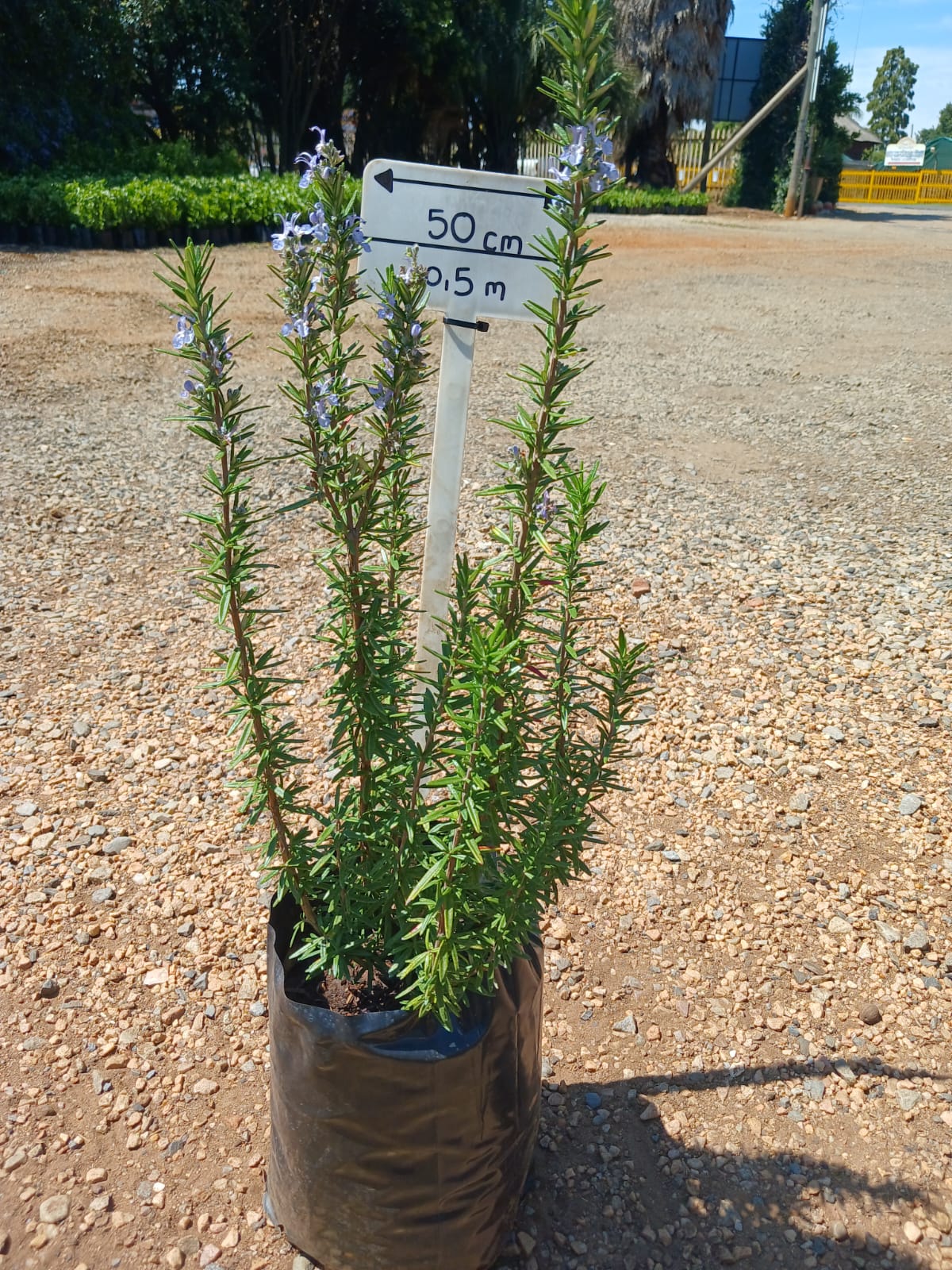 Rosemary Tuscan Blue 10L