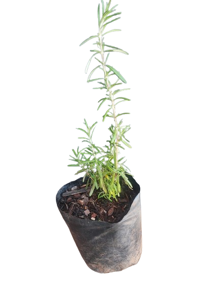 Rosemarinus (Rosemary) 2.5L