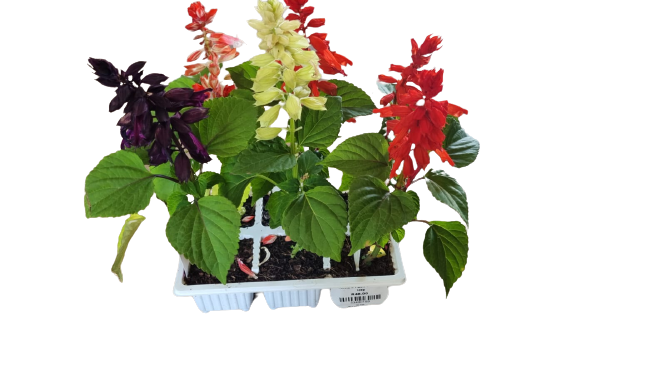 Salvia Mix - 6 Pack Seedling tray