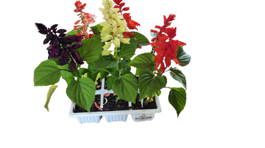 Salvia Mix -  6 Pack Seedling tray
