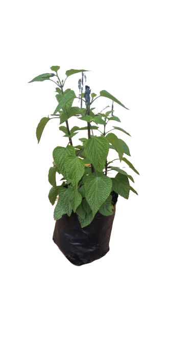 Salvia black and bloom - 4L