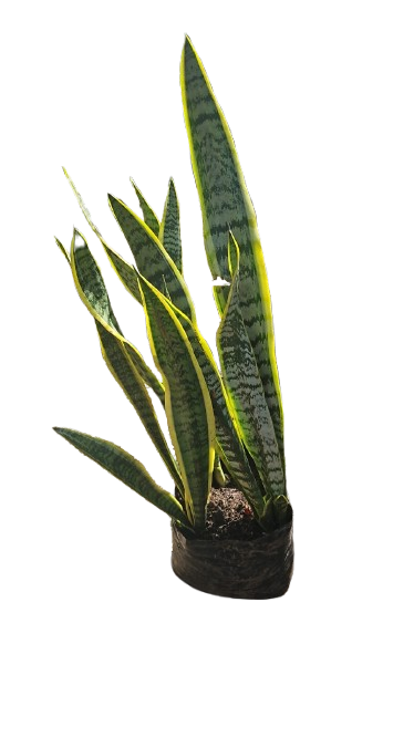 Sansevieria Green And Yellow 10L