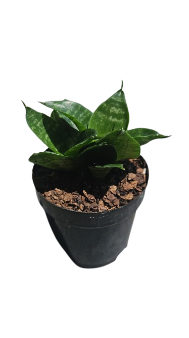 Sansevieria Hahnii 9cm (Green)