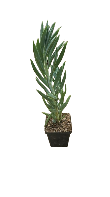 Senecio Ficoides 15cm