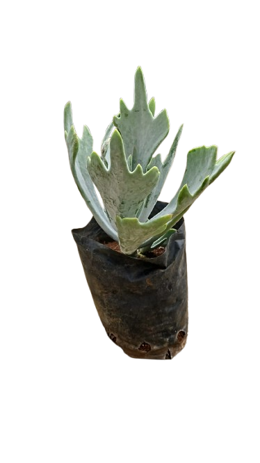 Cotyledon Staghorn 15cm