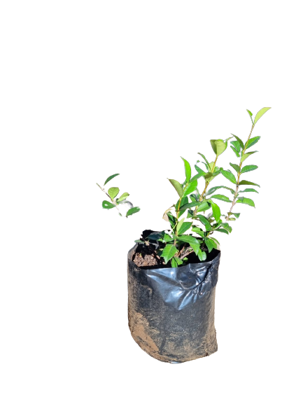 Star Jasmine 10L