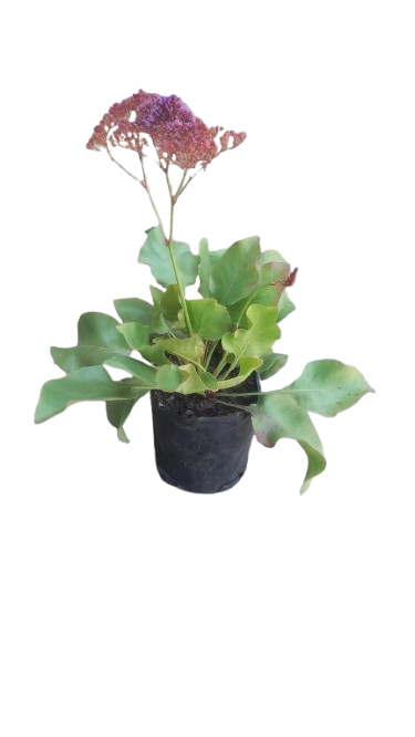 Statice Perezii Atlantis - 3L