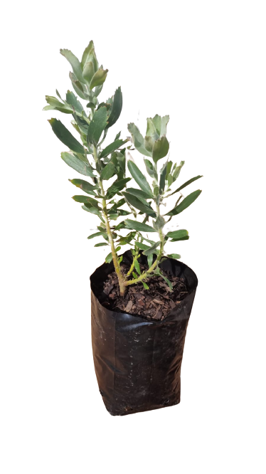 Leucospermum Succession