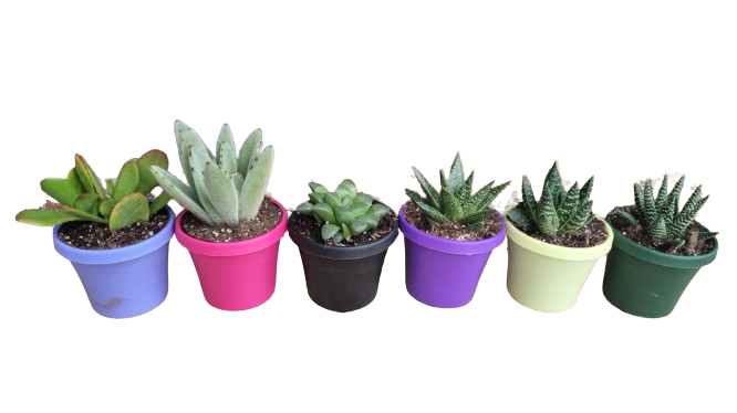 Succulent Colour Pot 7.5cm