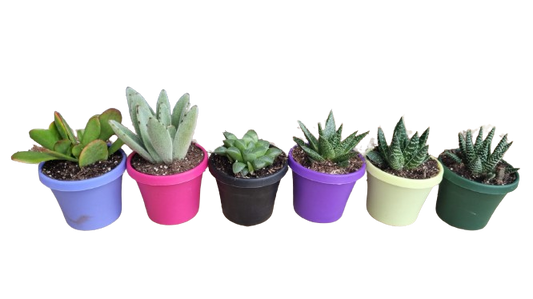 Succulent Colour Pot 7.5cm