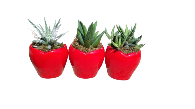 Succulent in Red Heart Shape Ceramic