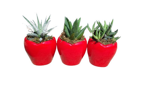 Succulent in Red Heart Shape Ceramic