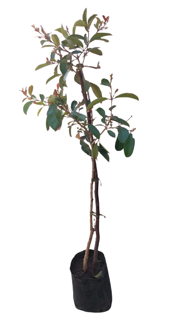 Syzygium STD 5L