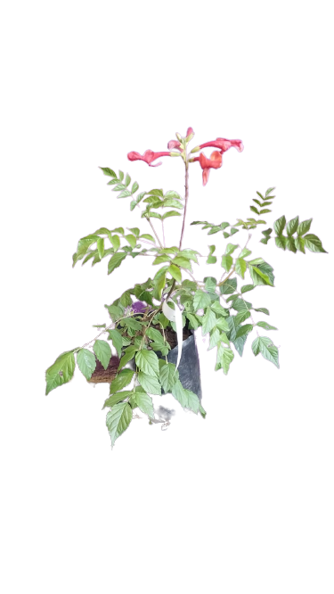 Tecoma Capensis Various Colors 10L