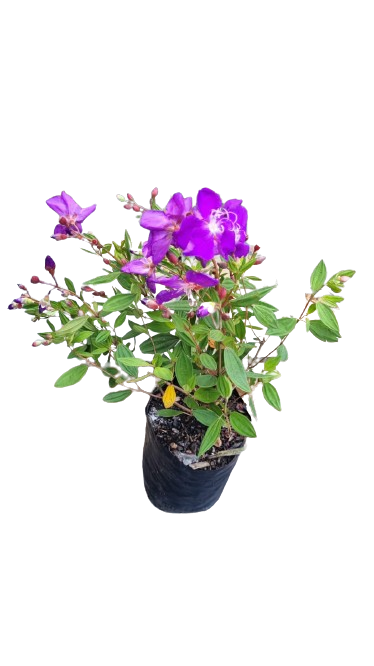 Tibouchina Elegans 5L
